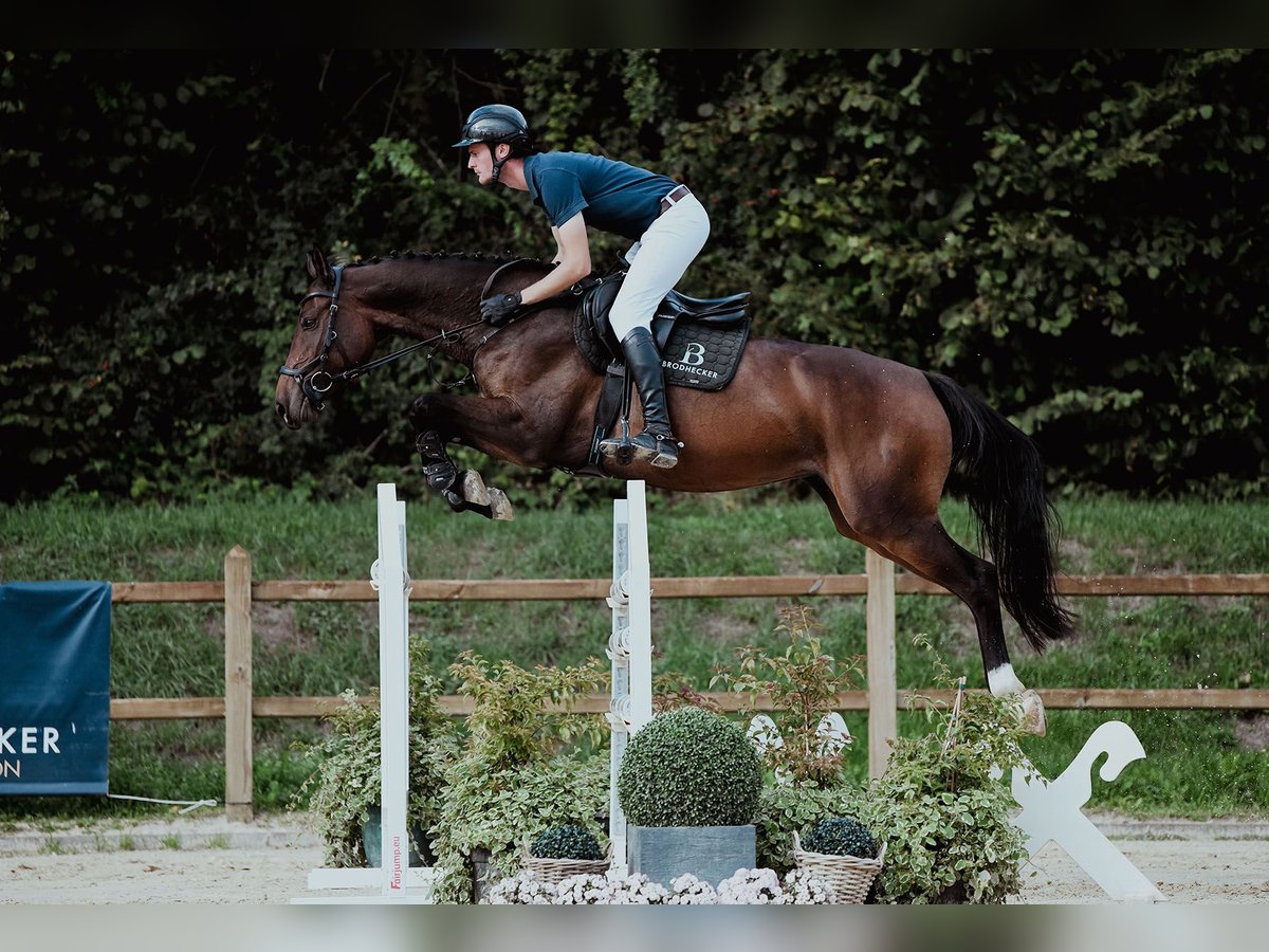 Holstein Mare 6 years 16,1 hh Brown in Riedstadt