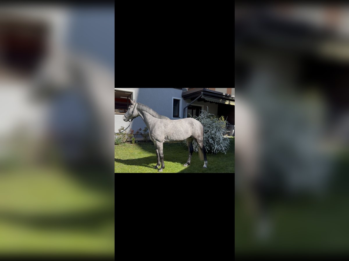 Holstein Mare 6 years 16,1 hh Grey in Telfs Holstein Mare 6 years 16,1 hh Grey in Telfs
