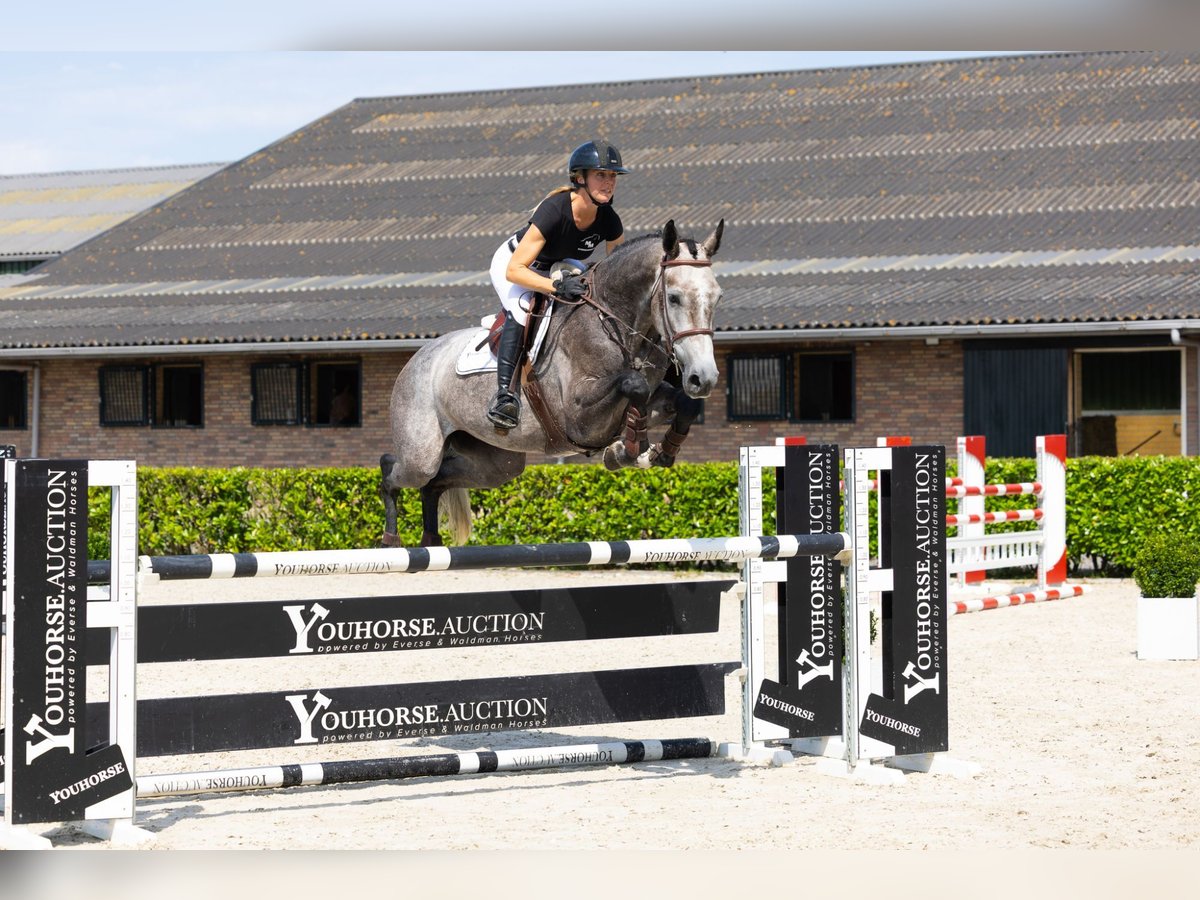 Holstein Mare 6 years 16,1 hh Grey in Waddinxveen