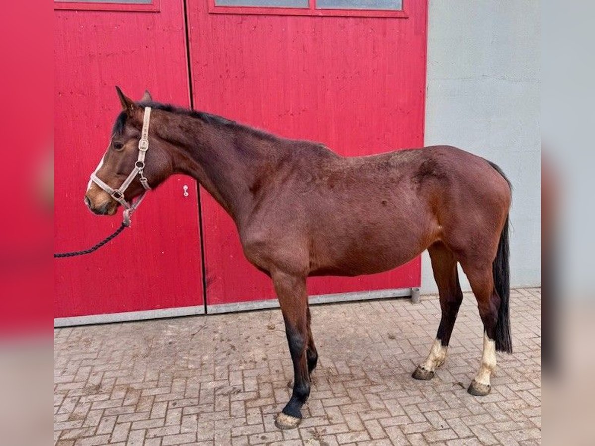Holstein Mare 6 years 16,3 hh Brown in Penig Holstein Mare 6 years 16,3 hh Brown in Penig