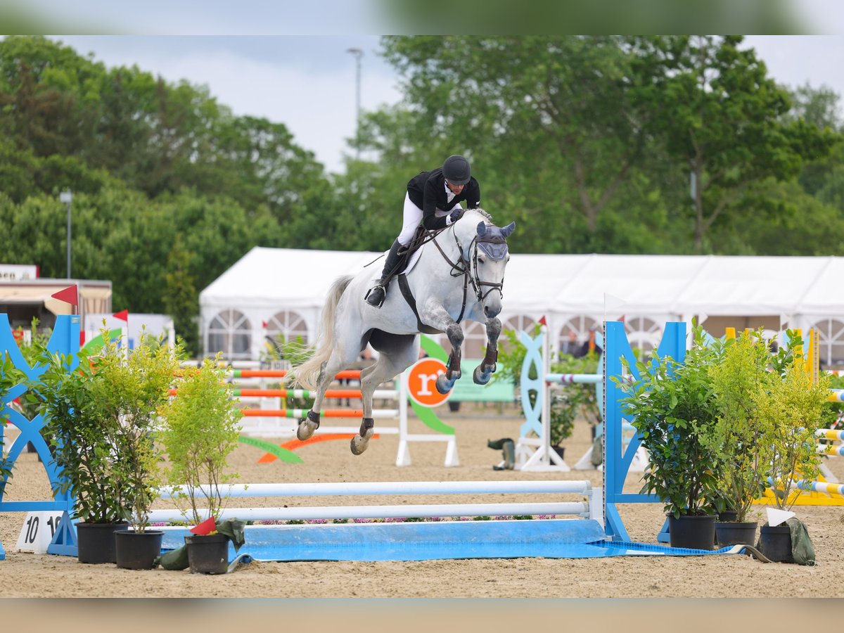 Holstein Mare 6 years 16,3 hh Grey in Schwentinental