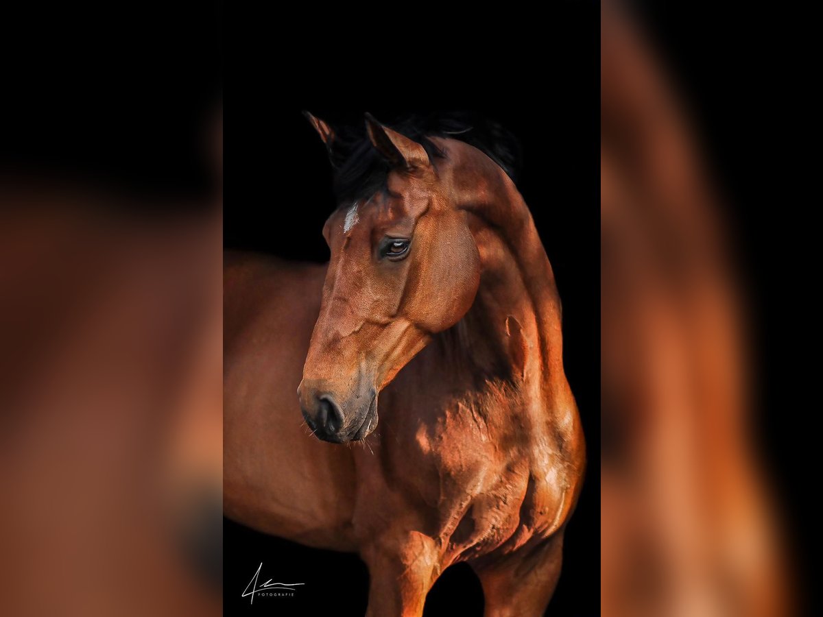 Holstein Mare 6 years 17 hh Brown in Blekendorf