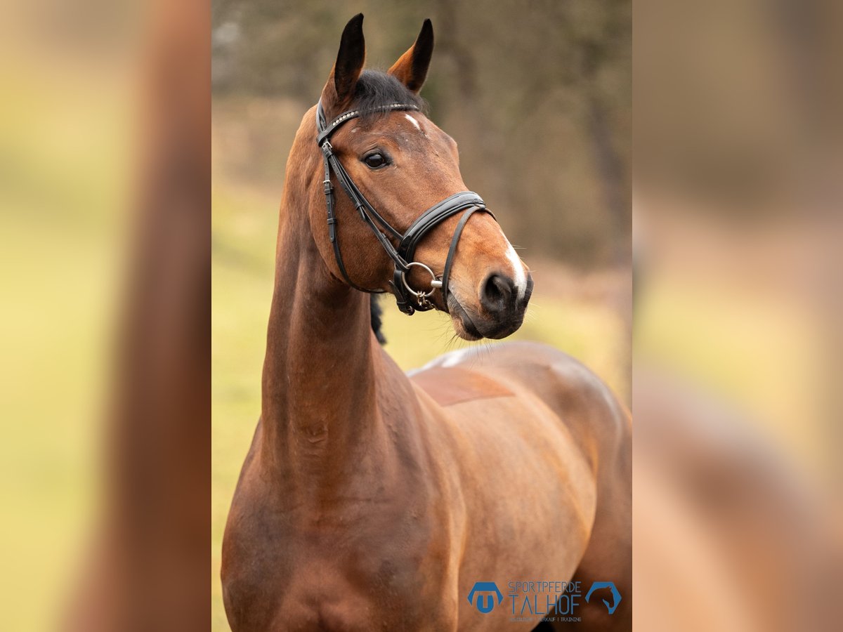 Holstein Mare 6 years 17 hh Brown in Korntal-Münchingen