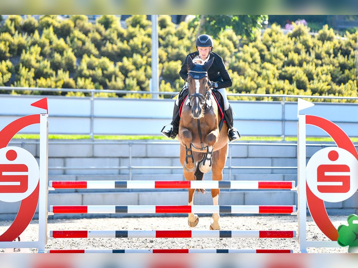 Holstein Mare 6 years Chestnut in Chemnitz