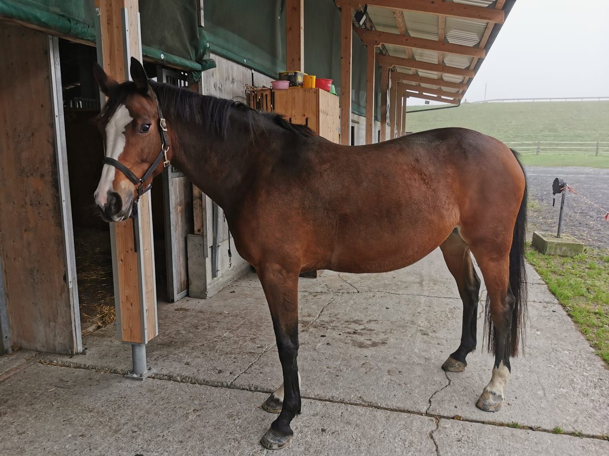 Holstein Mare 7 years 15,2 hh Brown in Davos Platz