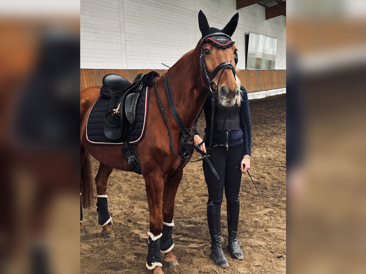 Holstein Mare 7 years 15,1 hh Chestnut-Red in Grande