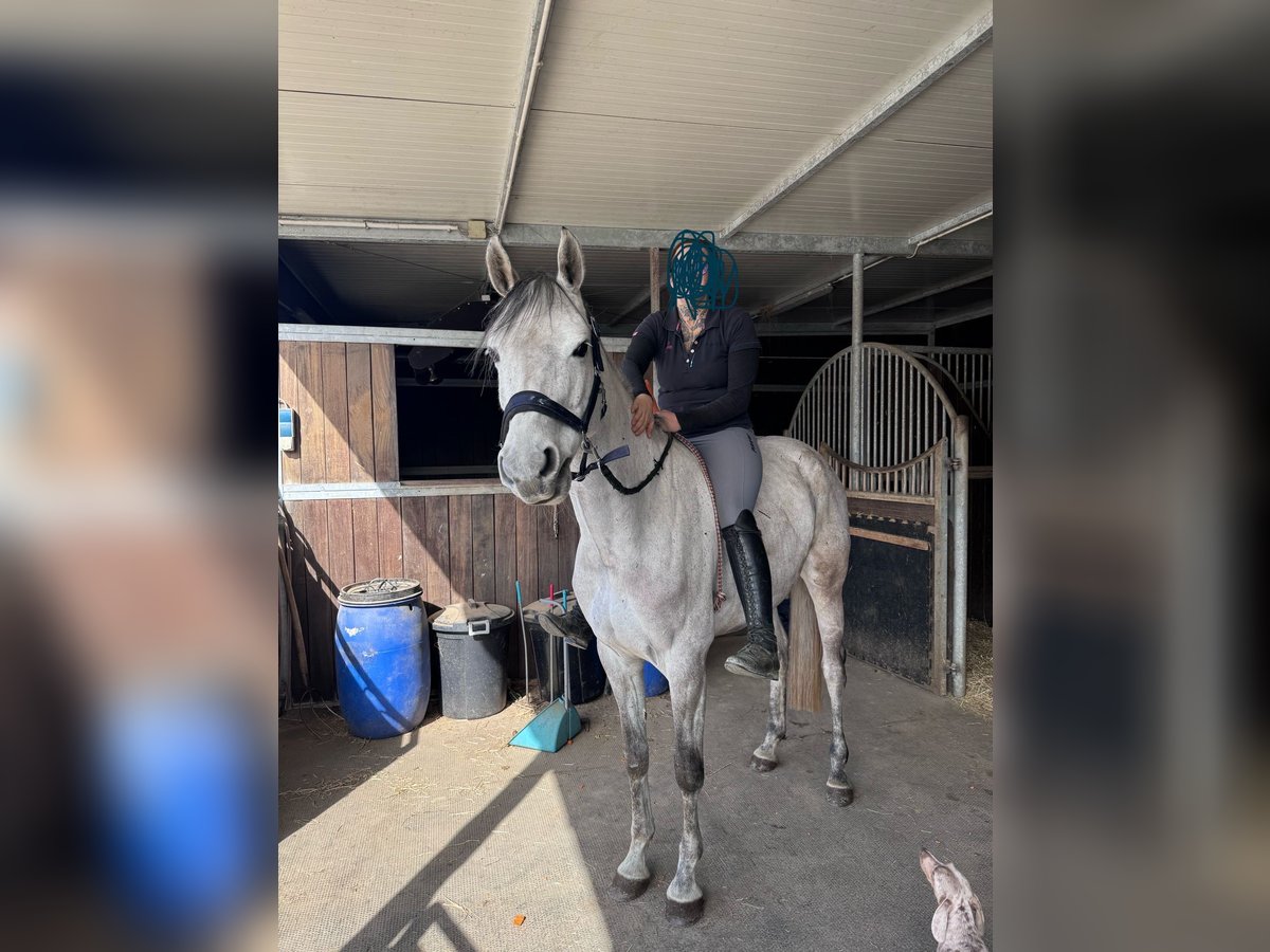 Holstein Mare 7 years 15,2 hh Gray in Lindlar