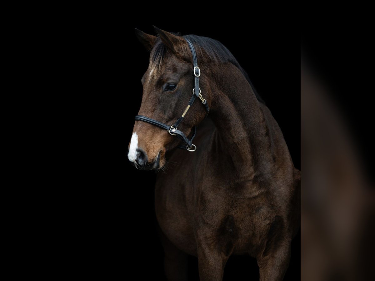 Holstein Mare 7 years 16 hh Brown in Weyhe