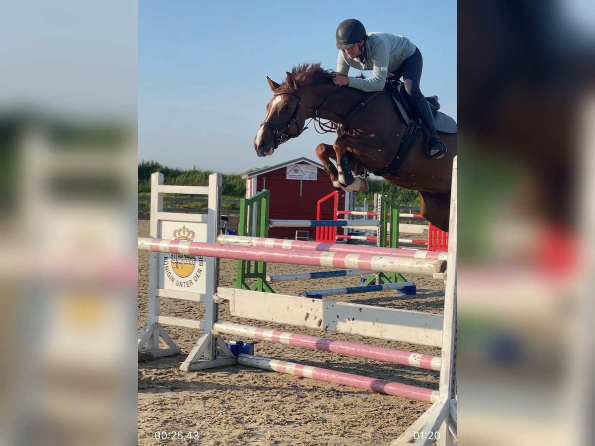 Holstein Mare 7 years 16 hh Chestnut in Neukirchen