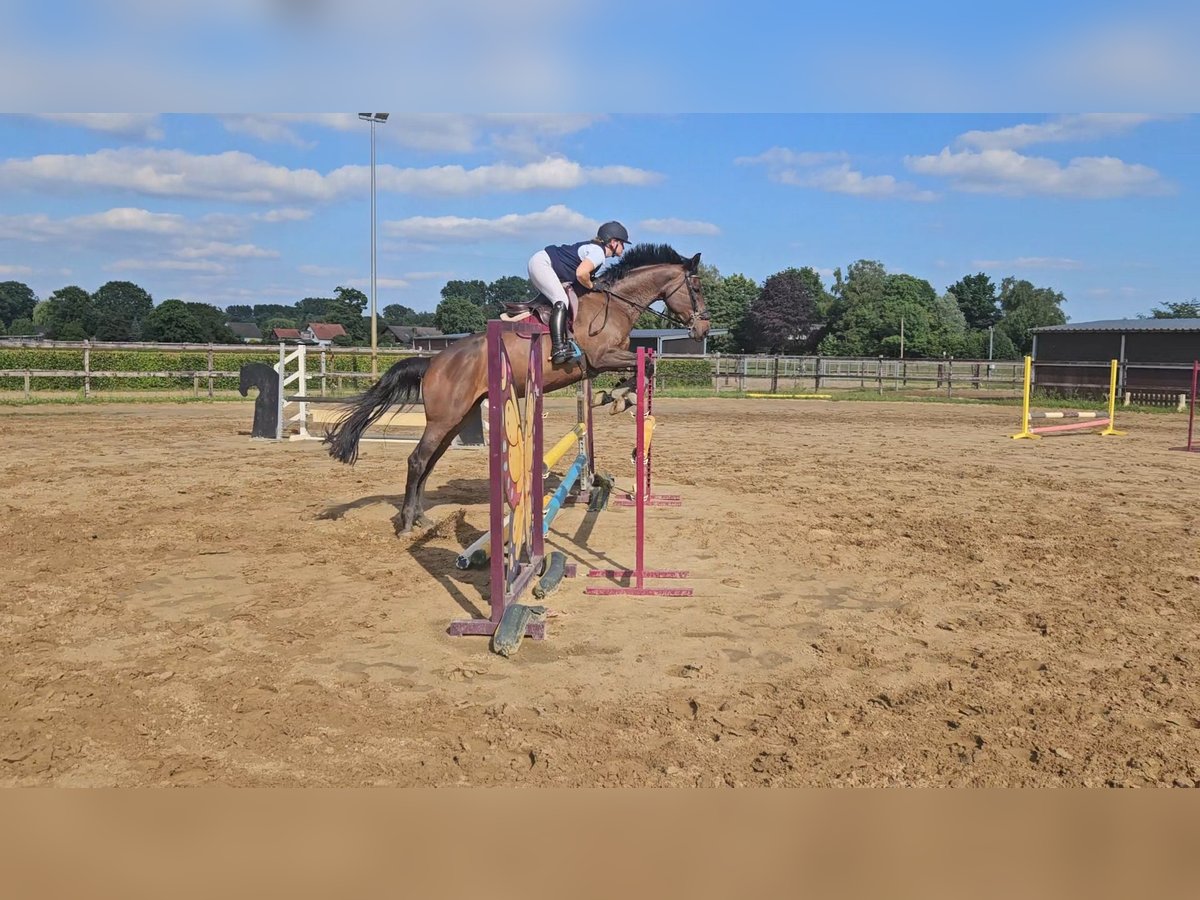 Holstein Mare 7 years 16,1 hh Bay-Dark in Willich