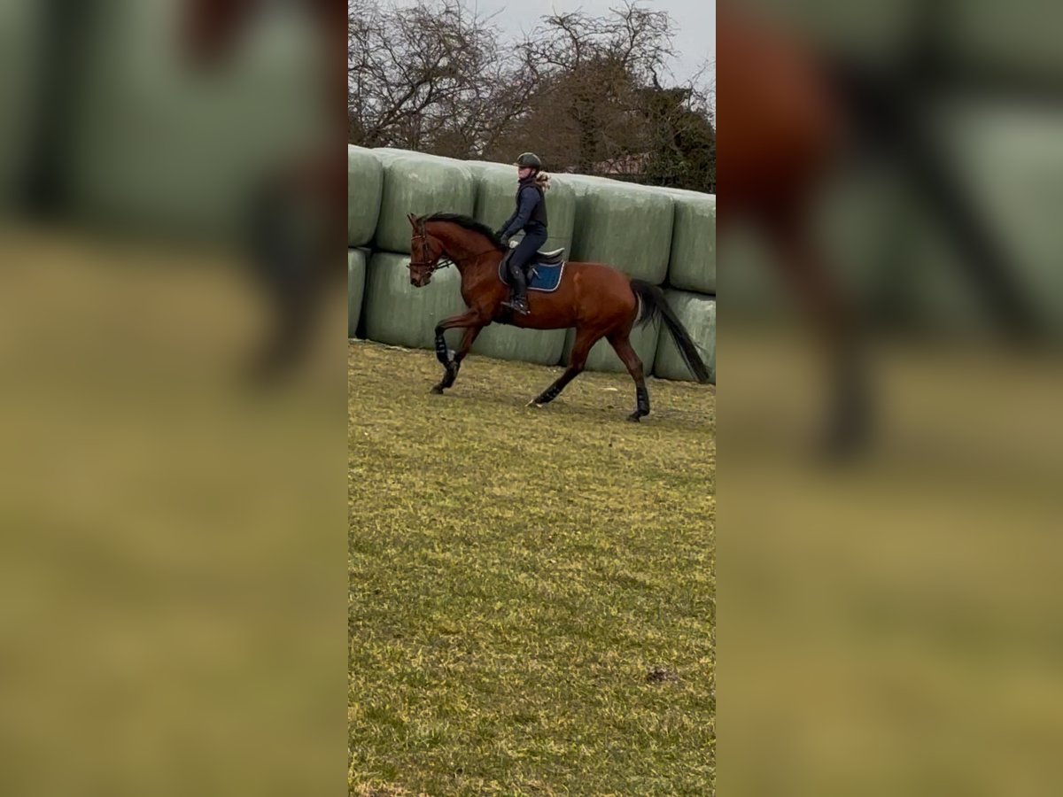 Holstein Mare 7 years 16,1 hh Brown in B&#xFC;lkau