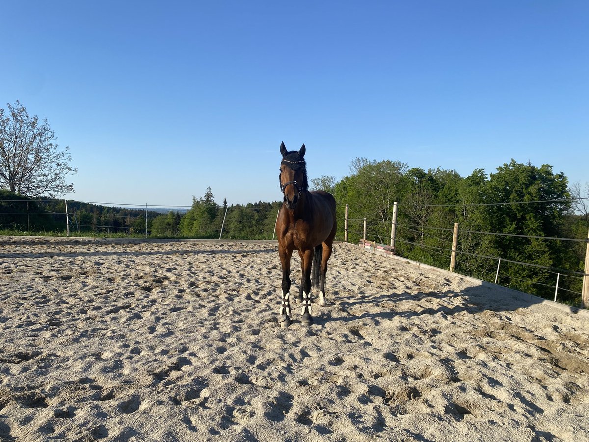 Holstein Mare 7 years 16,1 hh Brown in Irschenberg