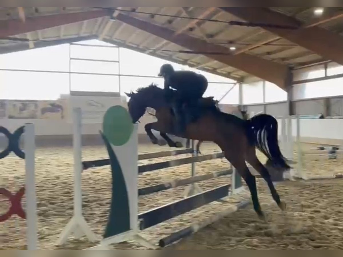 Holstein Mare 7 years 16,1 hh Brown in Lindlar