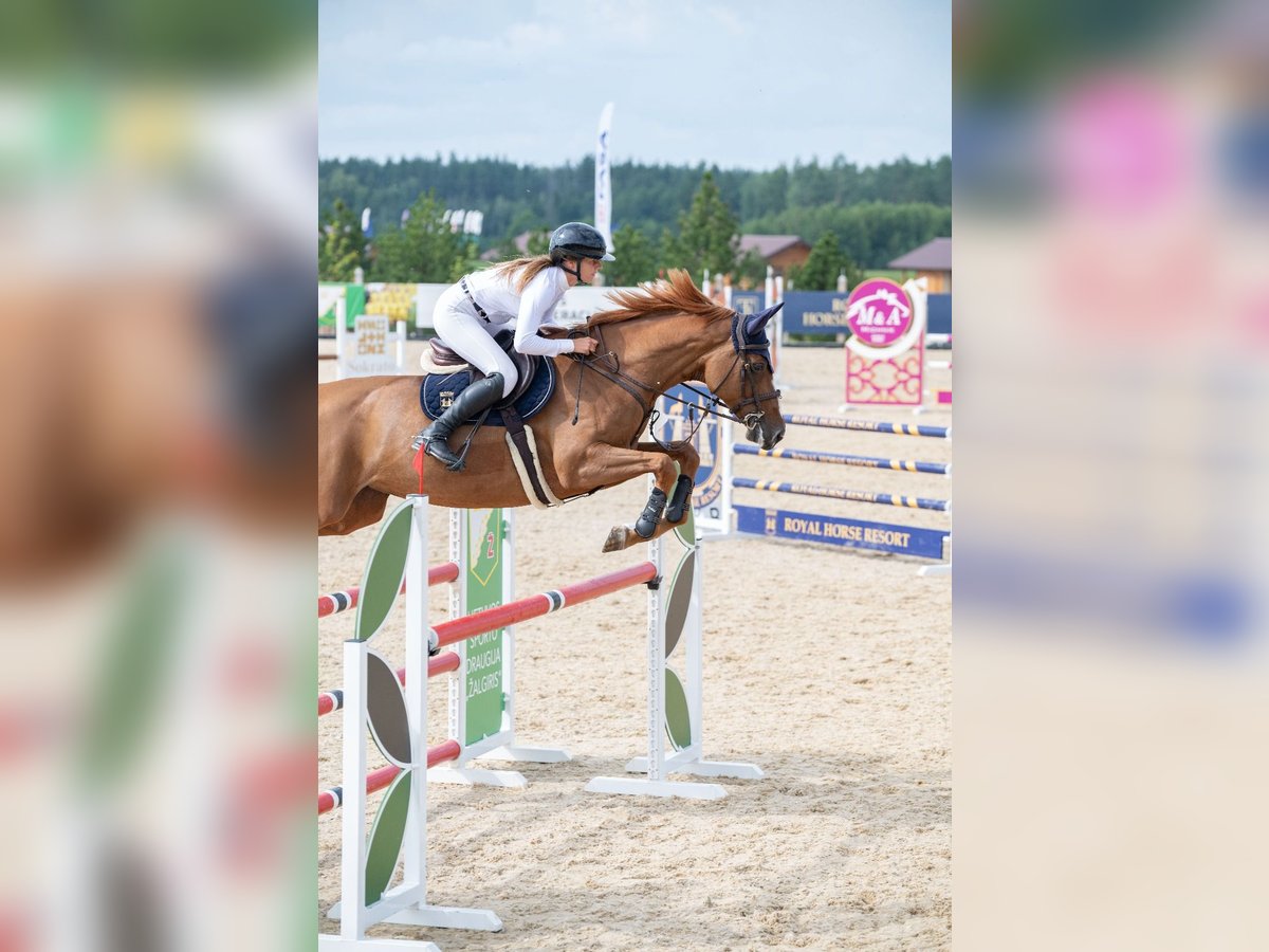 Holstein Mare 7 years 16,1 hh Chestnut-Red in Balkasodis, Alytus region