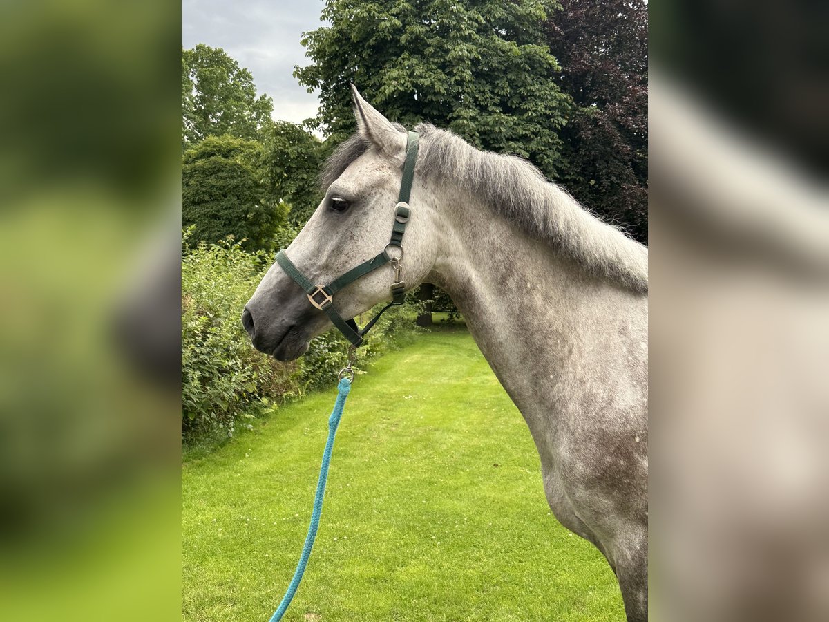 Holstein Mare 7 years 16,1 hh Grey in L&#xFC;beck