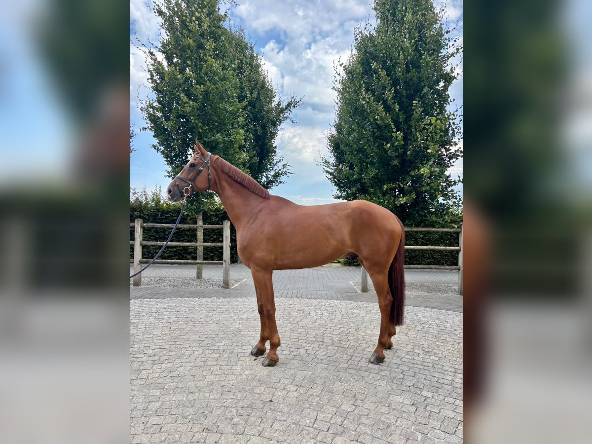 Holstein Mare 7 years 16,2 hh Chestnut in C&#xE9;reste