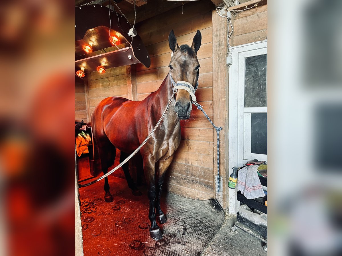 Holstein Mare 7 years 16,3 hh Brown in Drage Holstein Mare 7 years 16,3 hh Brown in Drage
