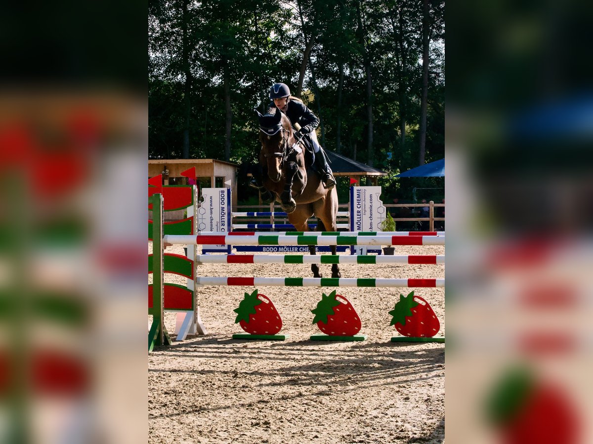 Holstein Mare 7 years 17 hh Brown in Gro&#xDF;-Bieberau