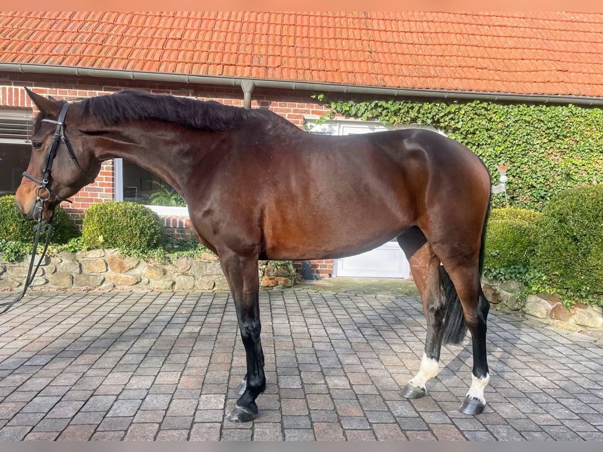 Holstein Mare 7 years 17 hh Brown in Altenberge