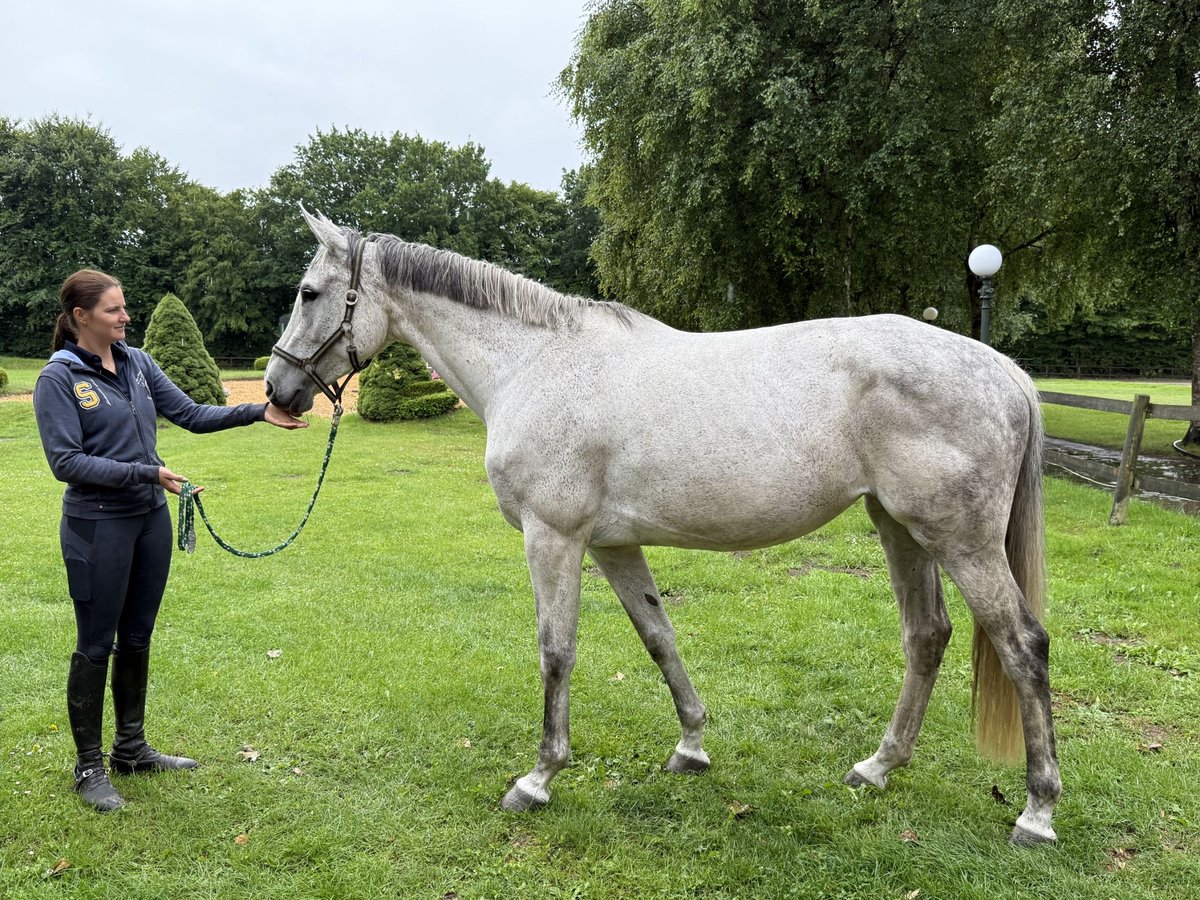 Holstein Mare 7 years 17 hh Gray in Neum&#xFC;nster