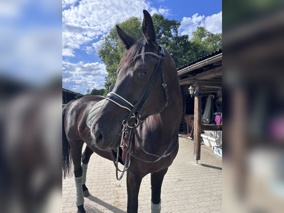 Holstein Mare 7 years 17 hh Smoky-Black in Halstenbek