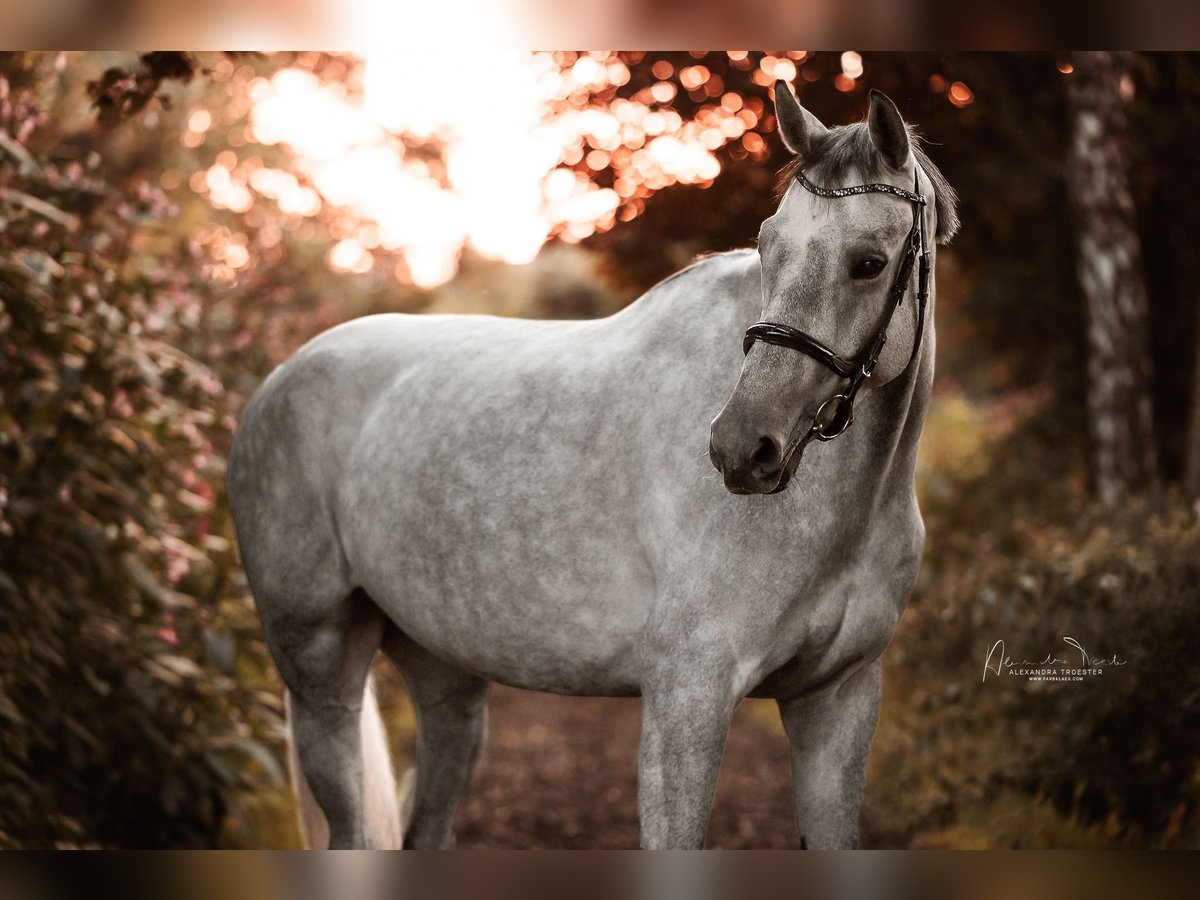 Holstein Mare 7 years Gray in WittenWitten