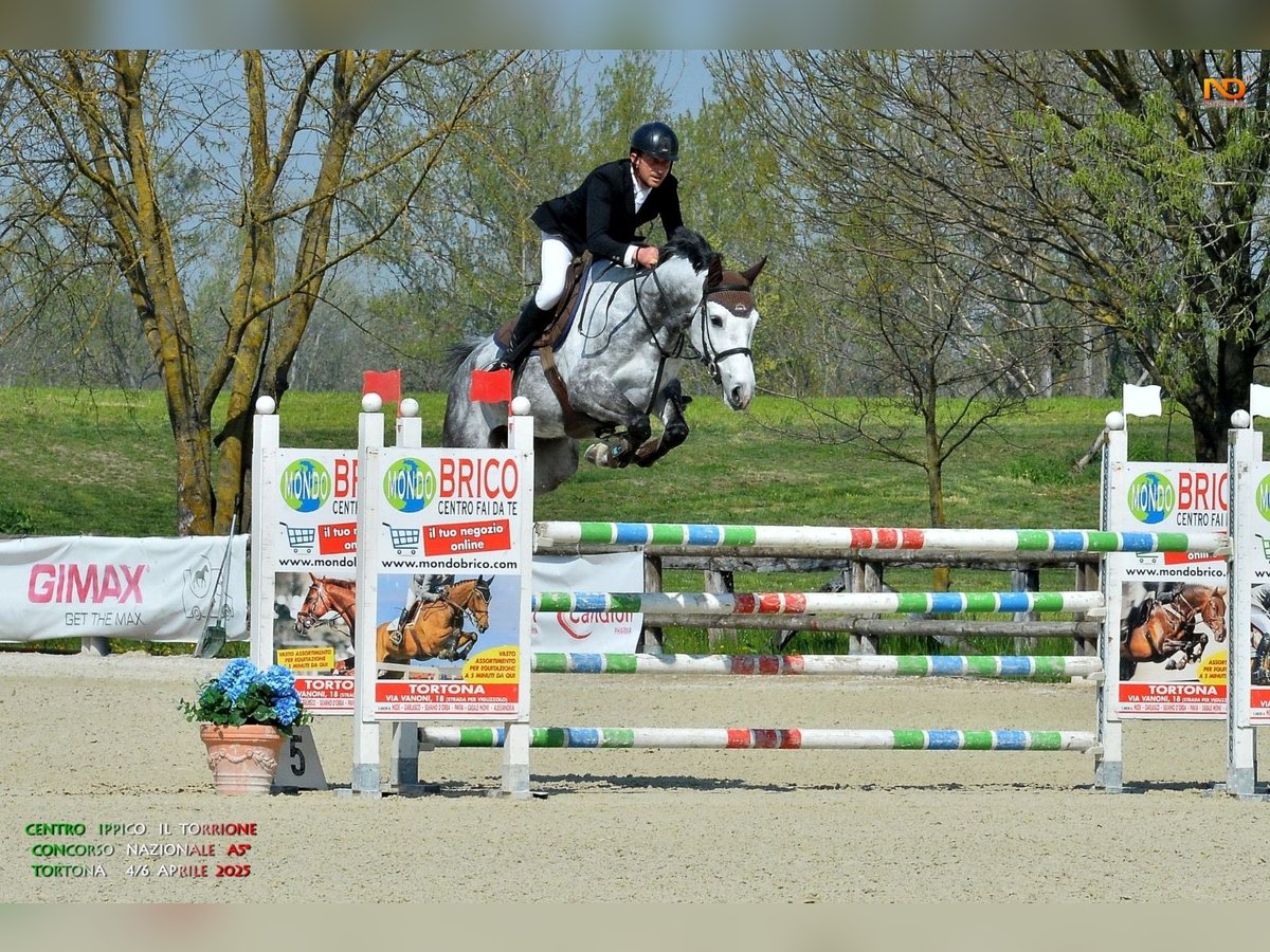 Holstein Mare 7 years in Canale