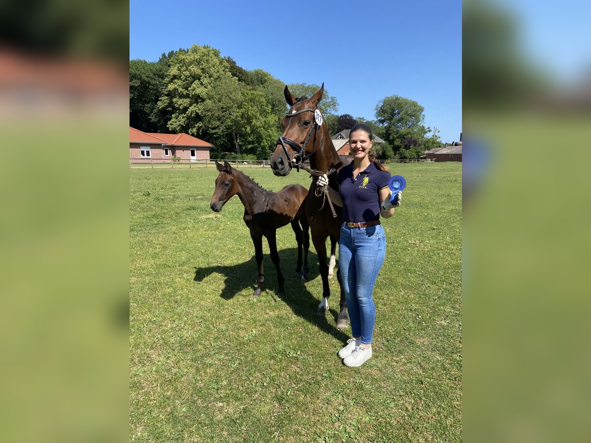 Holstein Mare 8 years 15,2 hh Bay-Dark in Peheim