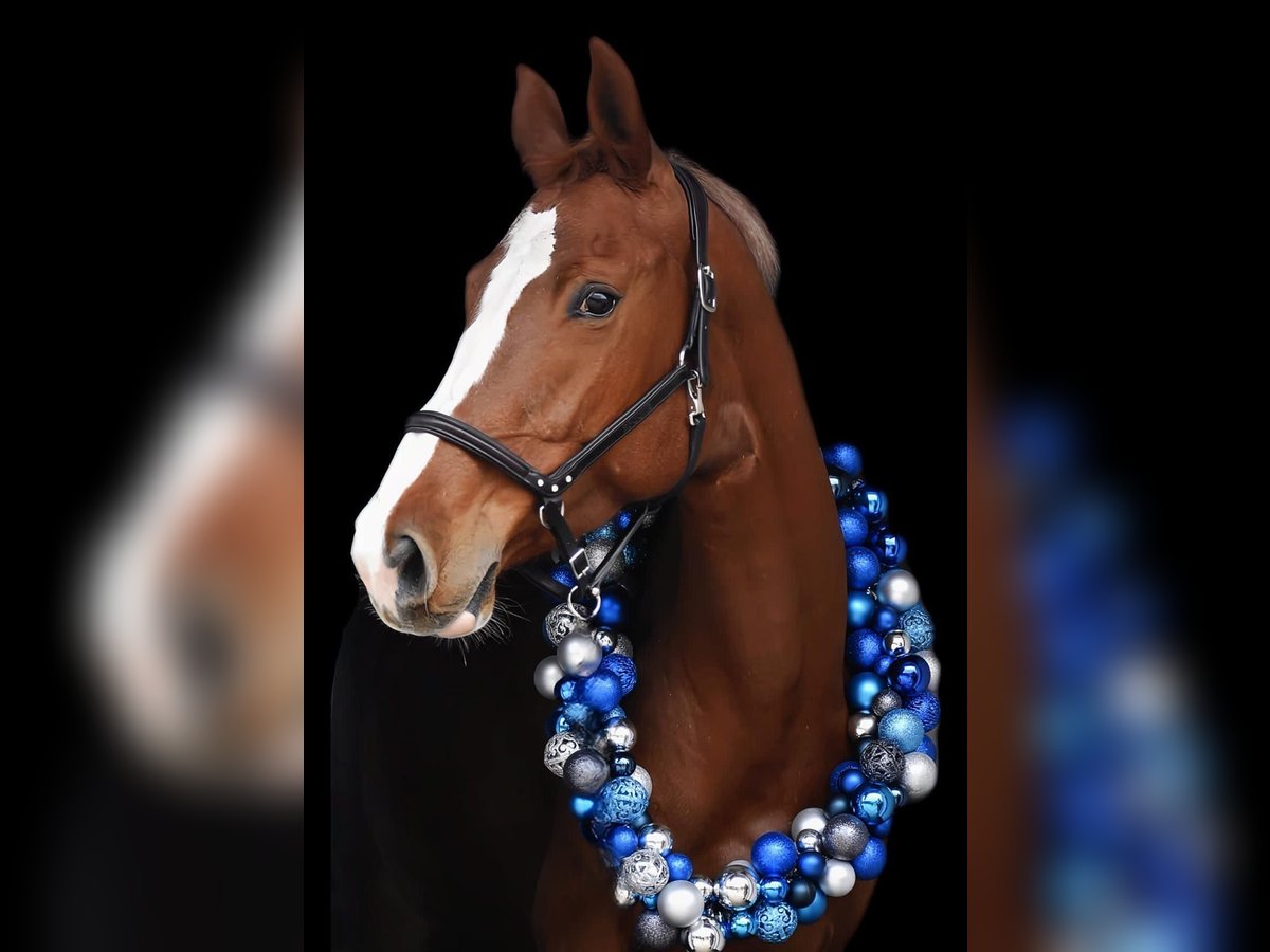 Holstein Mare 8 years 16,1 hh Chestnut-Red in Sangerhausen