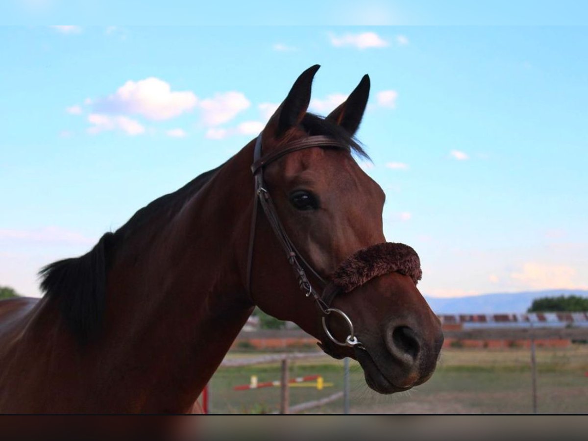 Holstein Mare 8 years 16,2 hh Brown in Ruse