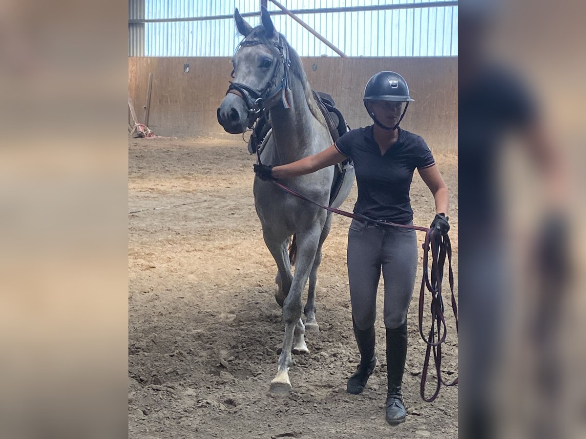 Holstein Mare 8 years 16,2 hh Grey-Dapple in Lichtenau im M&#xFC;hlkreis