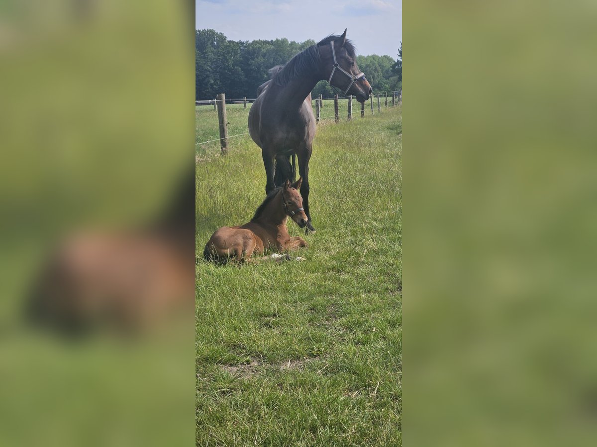 Holstein Mare 8 years 16 hh Bay-Dark in Enger