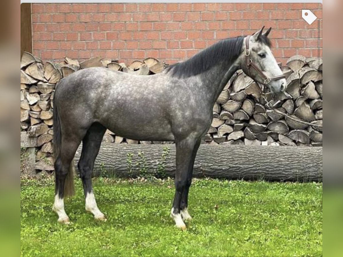 Holstein Mare 8 years 16 hh Grey in Z&#xFC;lpich