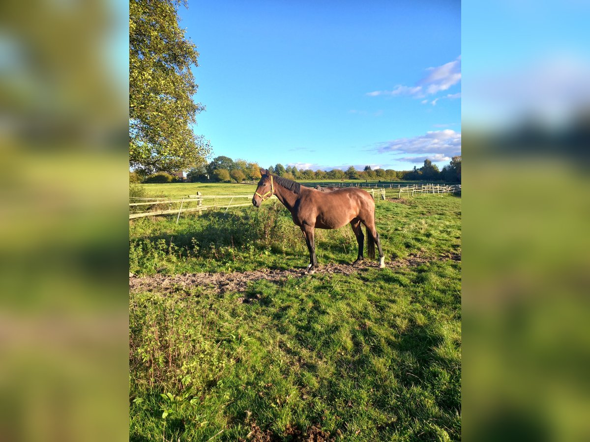 Holstein Mare 8 years 16,1 hh Brown in Nusse Holstein Mare 8 years 16,1 hh Brown in Nusse