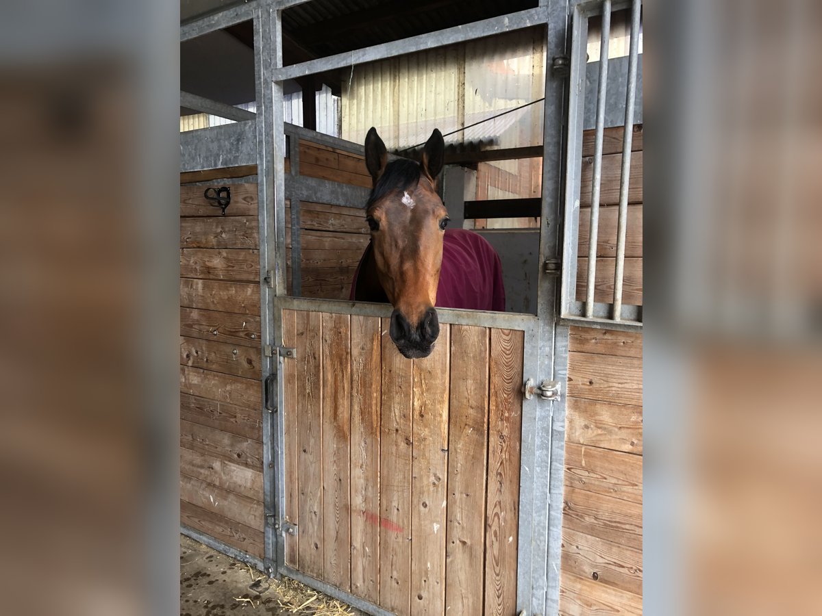 Holstein Mare 8 years 16,1 hh Brown in Groß Buchwald Holstein Mare 8 years 16,1 hh Brown in Groß Buchwald