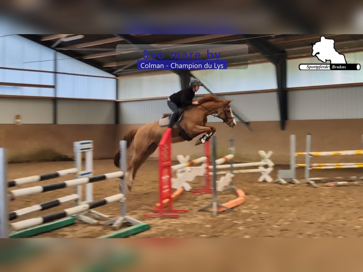 Holstein Mare 8 years 16,1 hh Chestnut-Red in Gadow