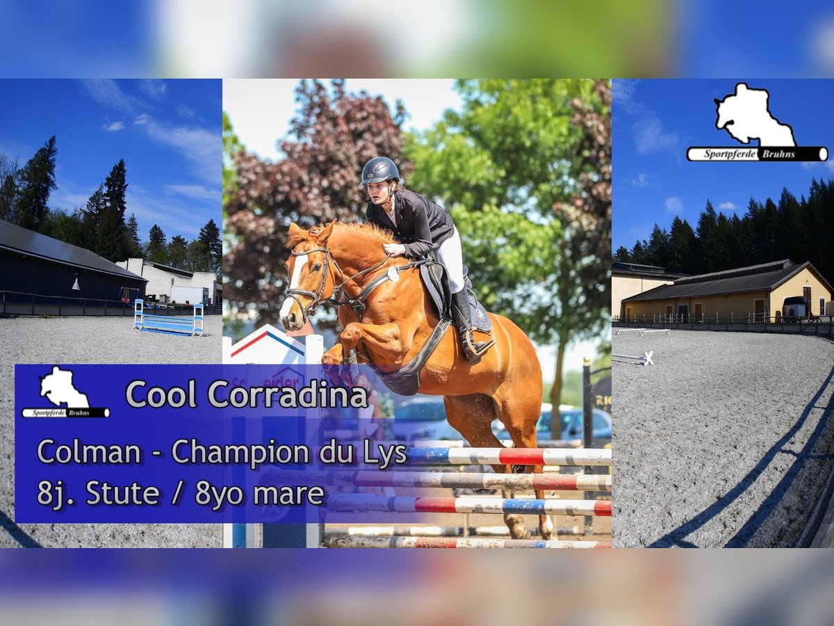 Holstein Mare 8 years 16,1 hh Chestnut-Red in Gadow
