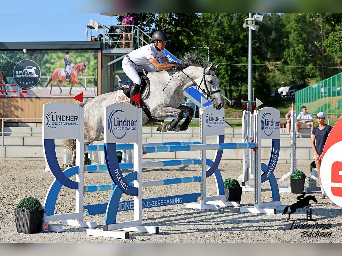 Holstein Mare 8 years 16,1 hh Gray-Dapple in Penig