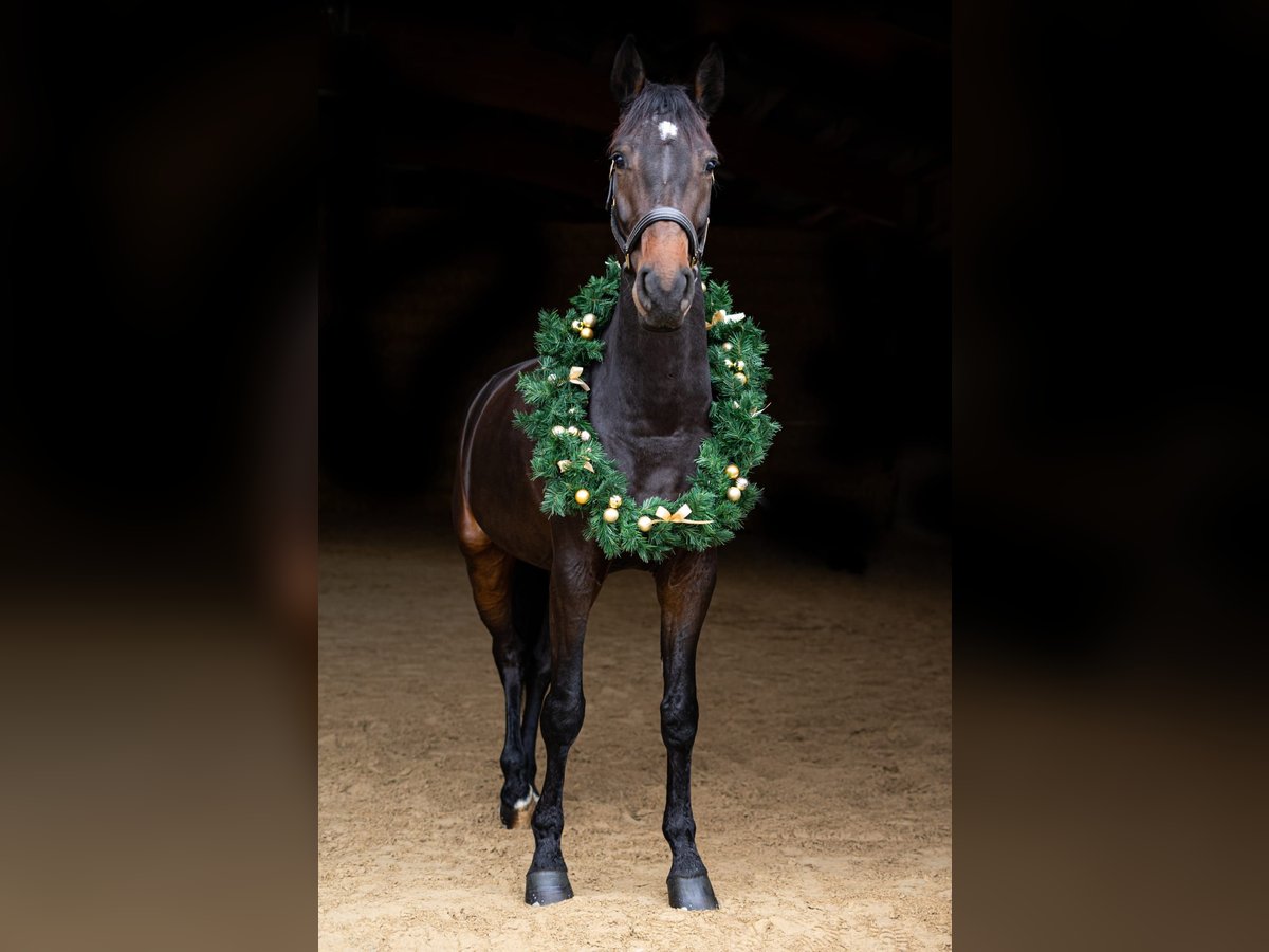 Holstein Mare 8 years 17 hh Bay-Dark in Königsbronn Holstein Mare 8 years 17 hh Bay-Dark in Königsbronn