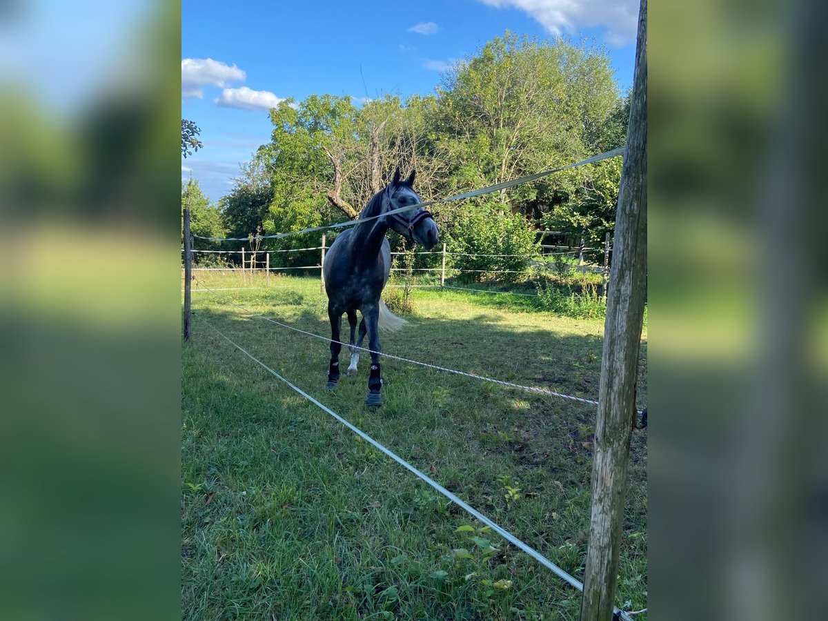Holstein Mare 8 years 17 hh Gray in Tamm
