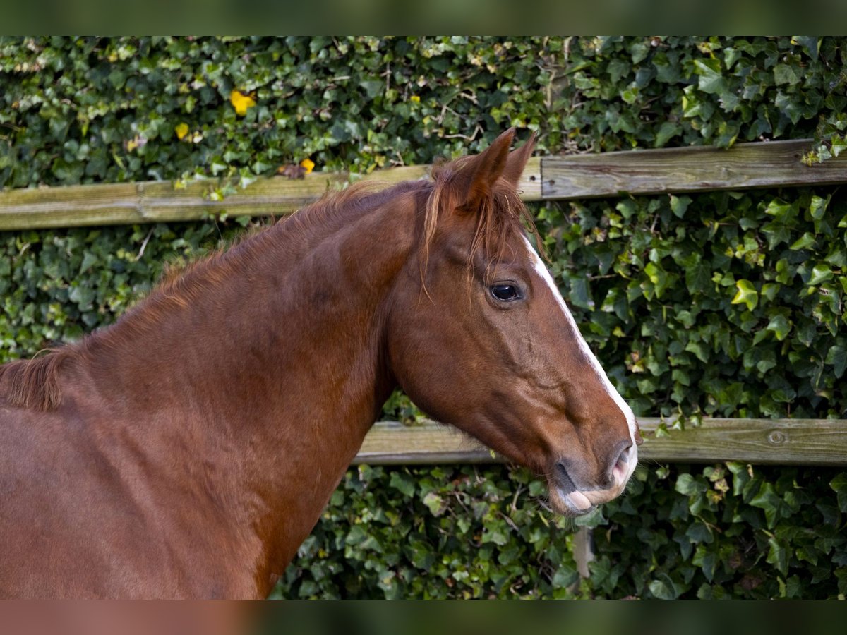 Holstein Mare 9 years 15,2 hh Chestnut-Red in Waddinxveen