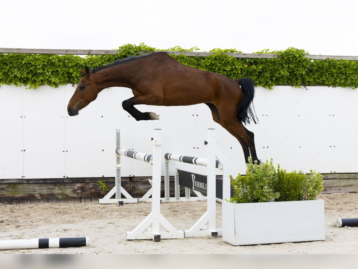 Holstein Mare 9 years 15,2 hh Brown in Waddinxveen