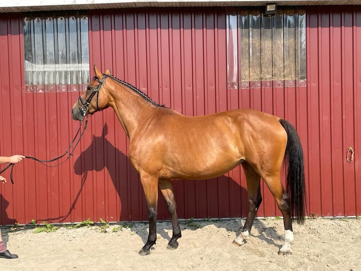 Holstein Mare 9 years 16,1 hh Brown in Wittbek