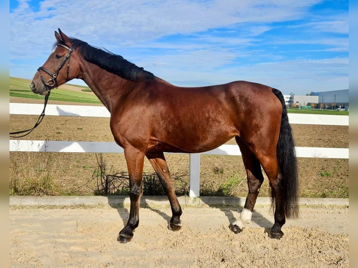 Holstein Mare 9 years 16,2 hh Brown in Allershausen