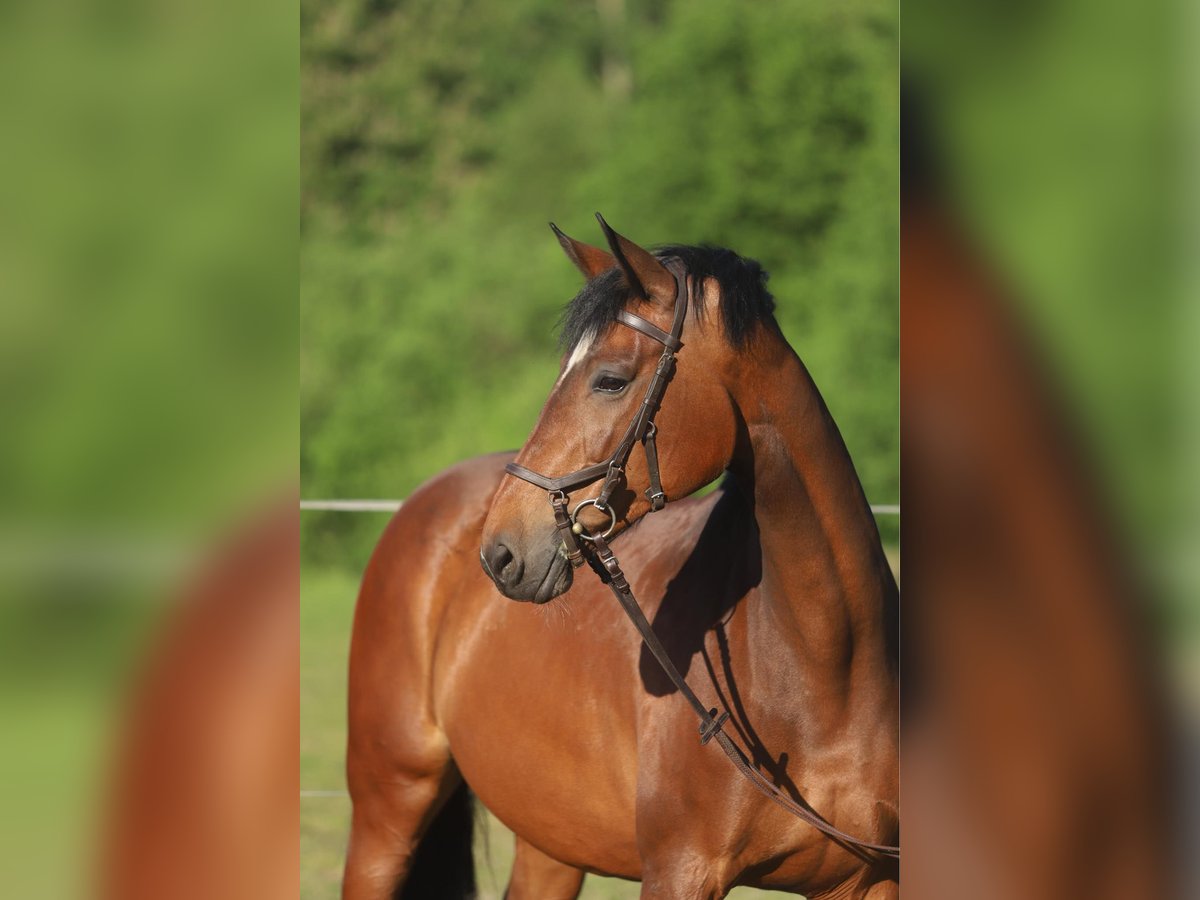 Holstein Mare 9 years 16,2 hh Brown in Wałsnów