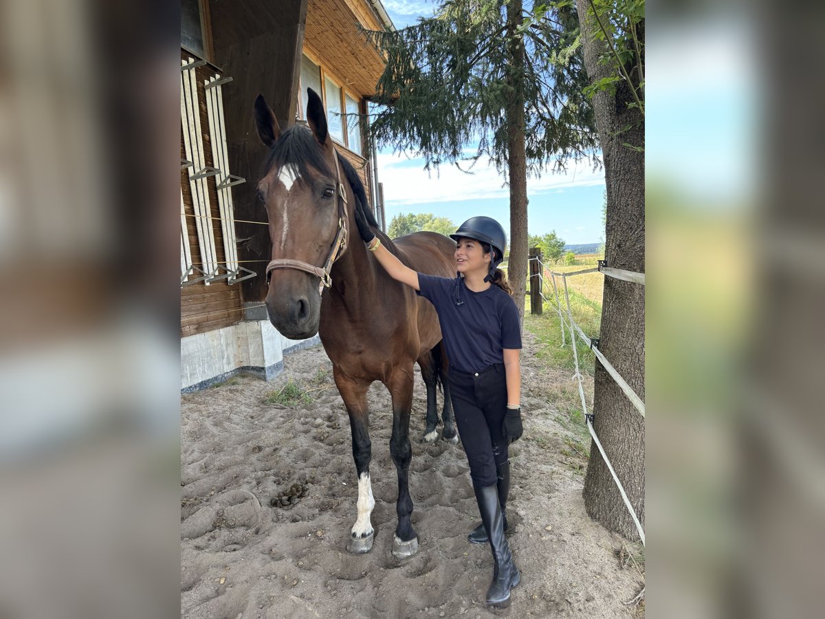 Holstein Mare 9 years 16,3 hh Brown in Poxdorf