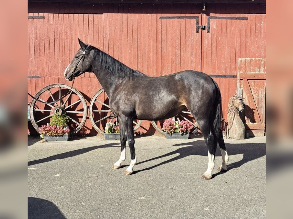 Holstein Mare 9 years 16,2 hh Bay-Dark in Tremsb&#xFC;ttel