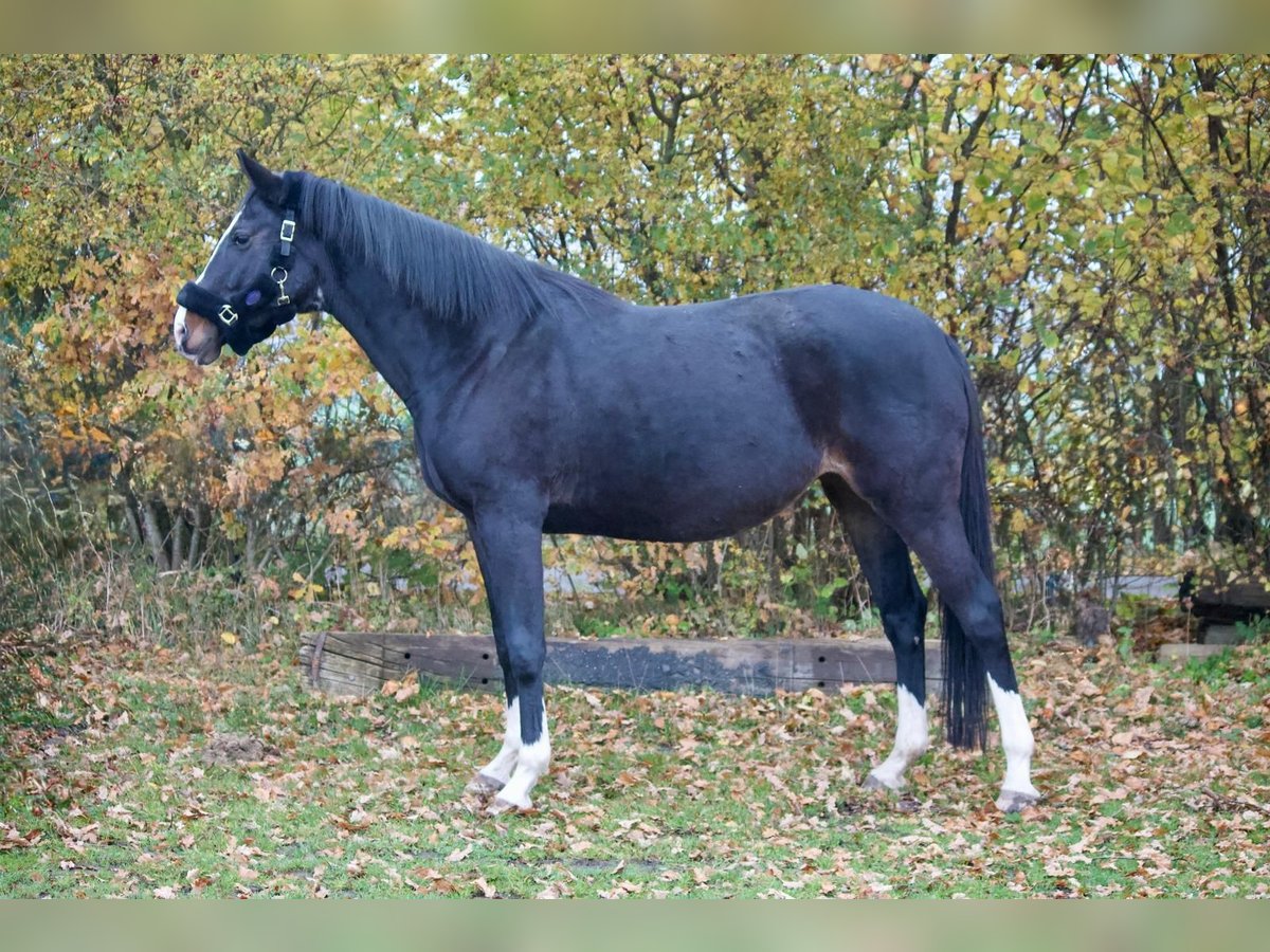 Holstein Mare 9 years 16,2 hh Bay-Dark in Tremsb&#xFC;ttel