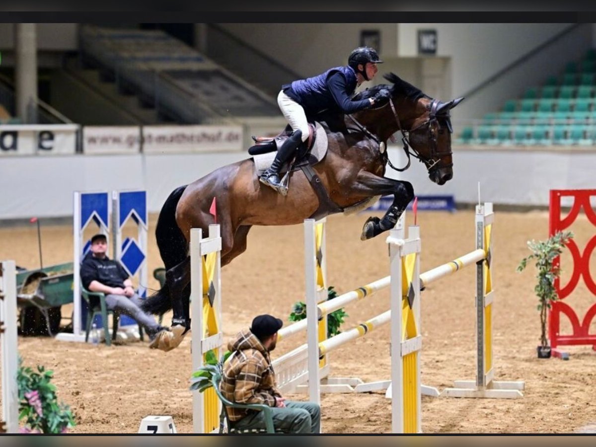 Holstein Mare 9 years 16,2 hh Bay-Dark in Oberstadion