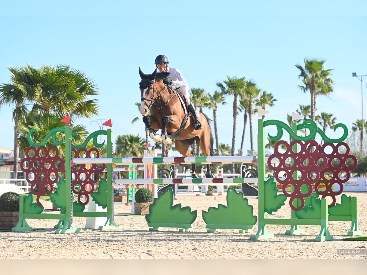 Holstein Mare 9 years 16,2 hh Brown in VELDHOVEN